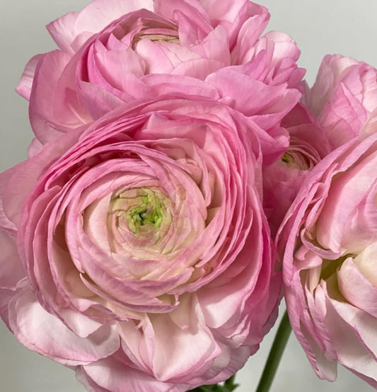 Ranunculus Japan Series Gérard 7 Bulbs