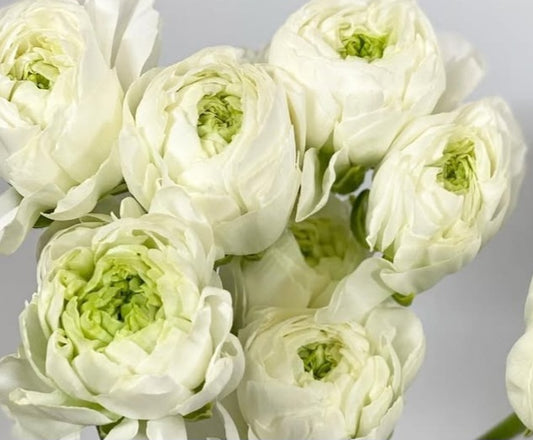 Ranunculus Japan Series Geoffrey 7 Bulbs