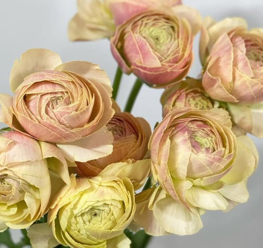 Ranunculus Japan Series Étienne 7 Bulbs