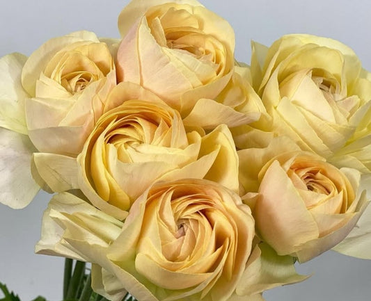 Ranunculus Japan Series Gaston 7 Bulbs