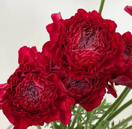 Ranunculus Japan Series René 7 Bulbs