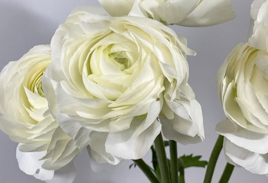 Ranunculus Japan Series Tristan 7 Bulbs