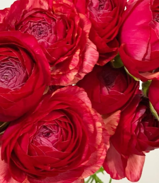 Ranunculus Japan Series Julien 7 Bulbs