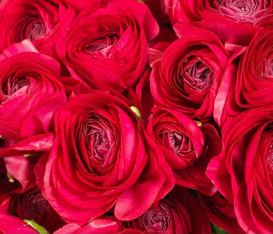 Ranunculus Japan Series Sylvestre 7 Bulbs