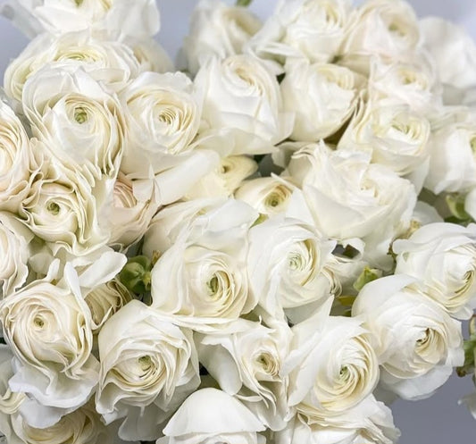 Ranunculus Japan Series Ruben 7 Bulbs
