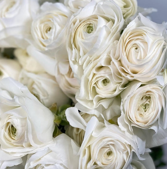 Ranunculus Japan Series Aubert 7 Bulbs