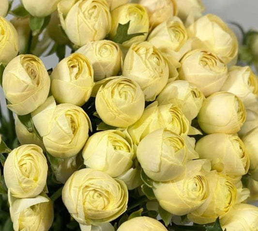 Ranunculus Japan Series Barnabé 7 Bulbs