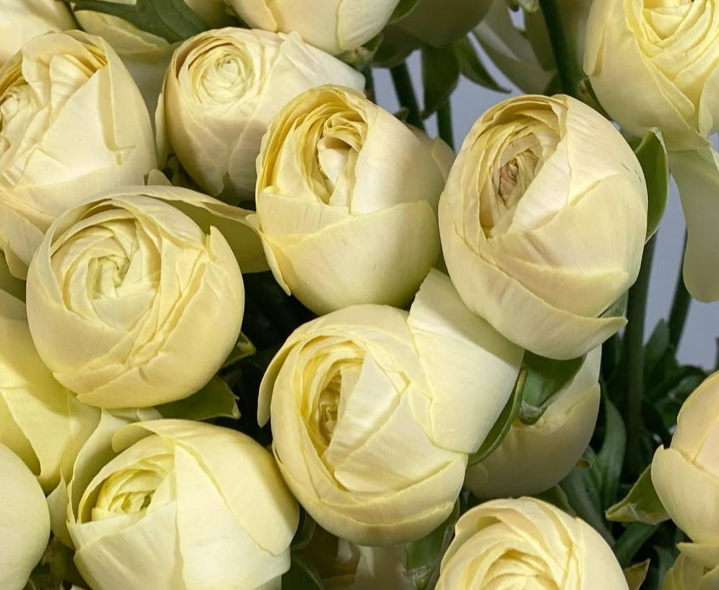 Ranunculus Japan Series Barnabé 7 Bulbs