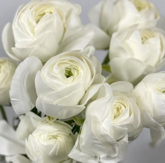 Ranunculus Japan Series Pierre 7 Bulbs