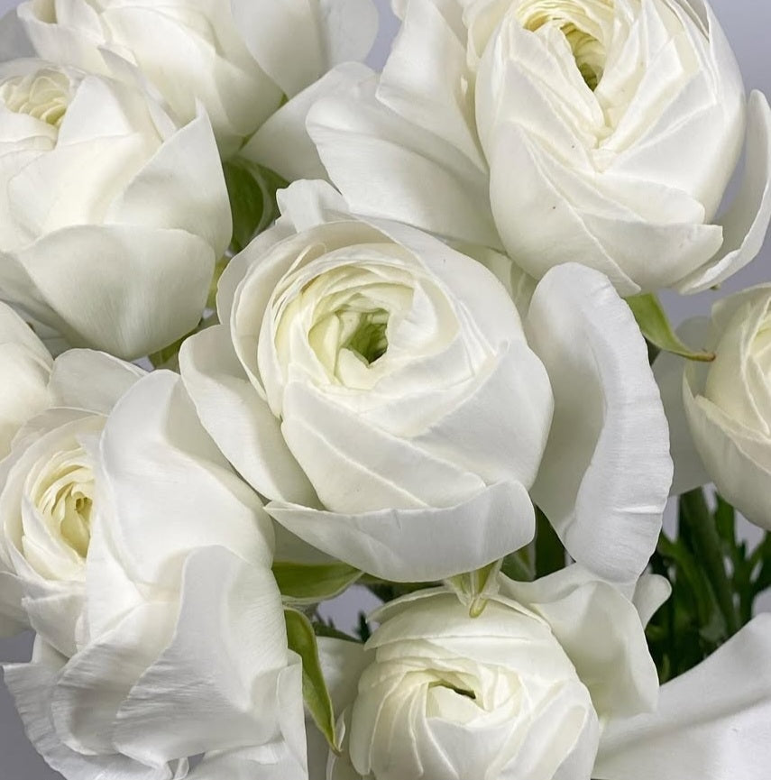 Ranunculus Japan Series Pierre 7 Bulbs