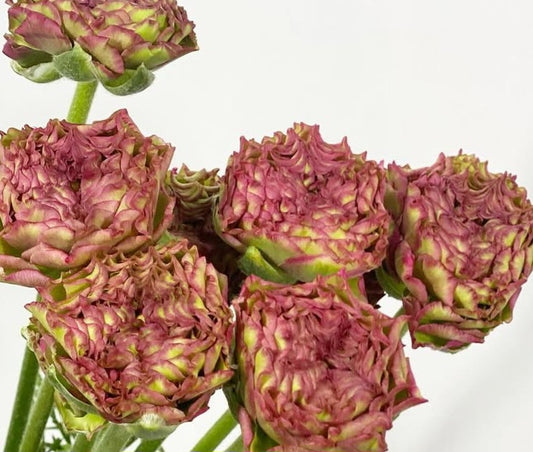 Ranunculus Japan Series Fabien 7 Bulbs