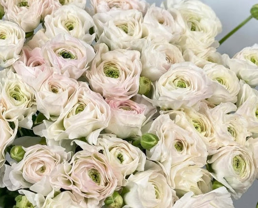 Ranunculus Japan Series Henri 7 Bulbs