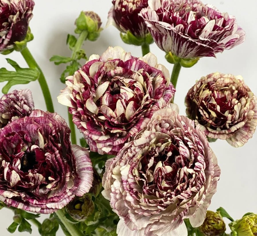 Ranunculus Japan Series Pascal 7 Bulbs