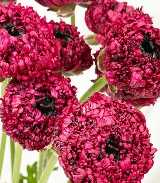 Ranunculus Japan Series Gilles 7 Bulbs