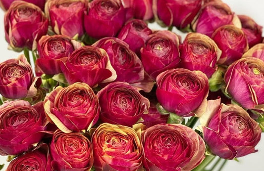 Ranunculus Japan Series Katie 7 Bulbs