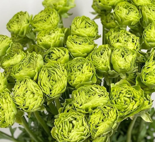 Ranunculus Japan Series Elias 7 Bulbs