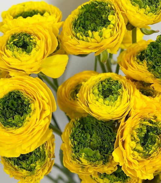 Ranunculus Japan Series Anthelme 7 Bulbs