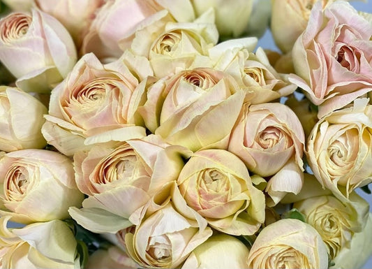 Ranunculus Japan Series Emily 7 Bulbs