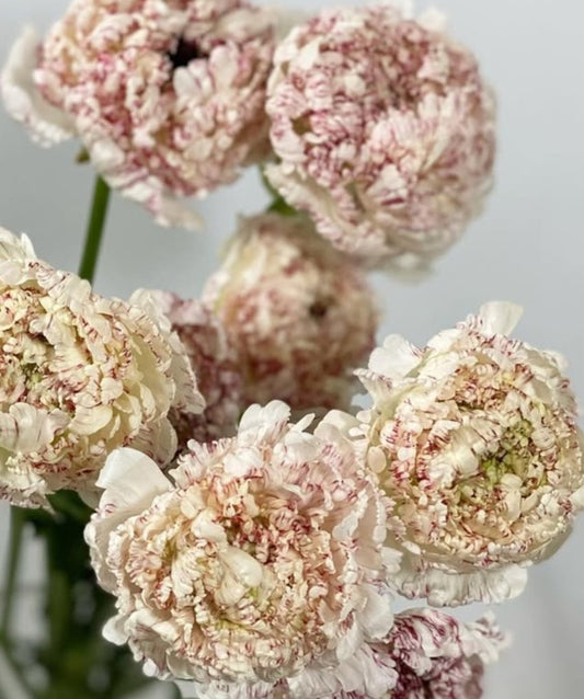 Ranunculus Japan Series Olivia 7 Bulbs