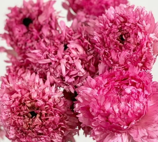 Ranunculus Japan Series Ligia 7 Bulbs