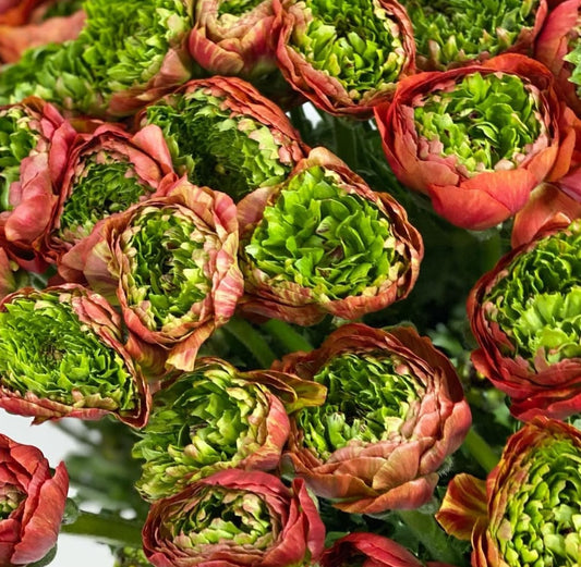 Ranunculus Japan Series Rosa 7 Bulbs