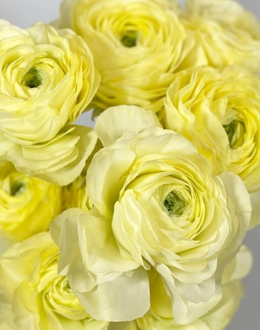 Ranunculus Japan Series Marcia 7 Bulbs