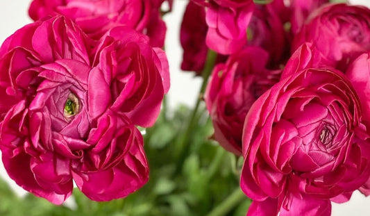 Ranunculus Japan Series Estrella 7 Bulbs