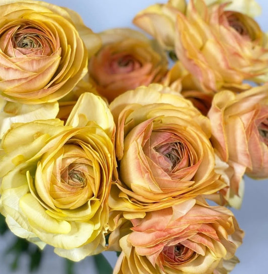 Ranunculus Japan Series Marta 7 Bulbs