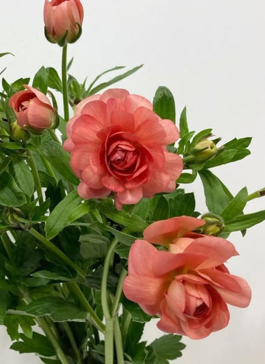 Ranunculus Japan Series Juana 7 Bulbs