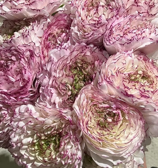 Ranunculus Japan Series Aurora 7 Bulbs