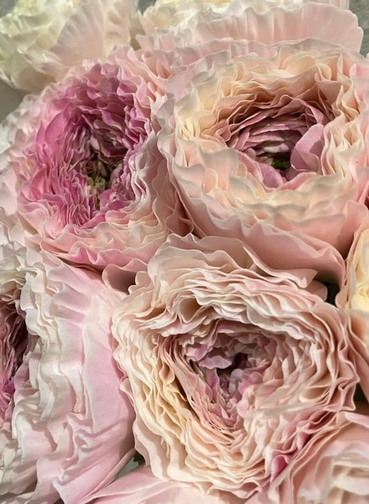 Ranunculus Japan Series Leticia 7 Bulbs