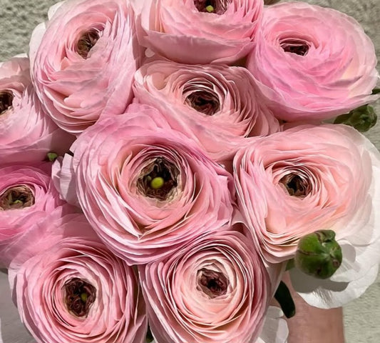 Ranunculus Japan Series Paula 7 Bulbs