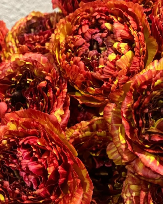 Ranunculus Japan Series Stella 7 Bulbs
