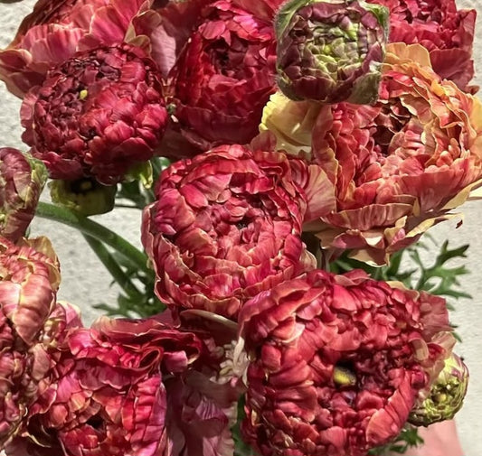 Ranunculus Japan Series Sierra 7 Bulbs