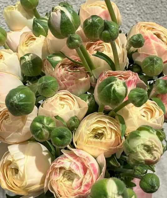 Ranunculus Japan Series Maliah 7 Bulbs