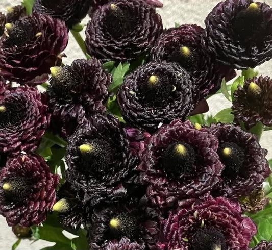 Ranunculus Japan Series Teresa 7 Bulbs