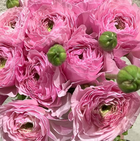 Ranunculus Japan Series Francisca 7 Bulbs