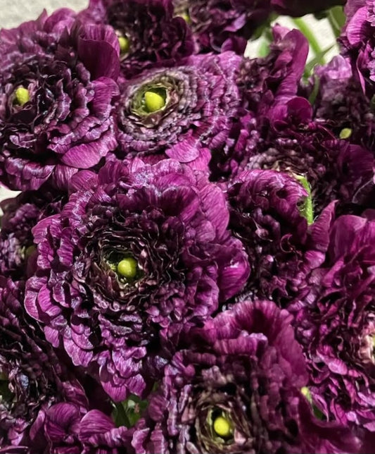 Ranunculus Japan Series Nora 7 Bulbs