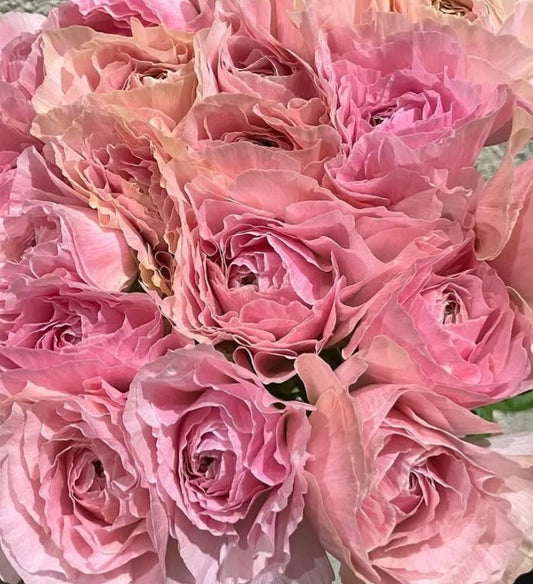 Ranunculus Japan Series Calie 7 Bulbs