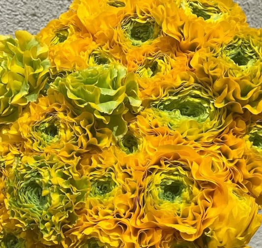 Ranunculus Japan Series Elyana 7 Bulbs