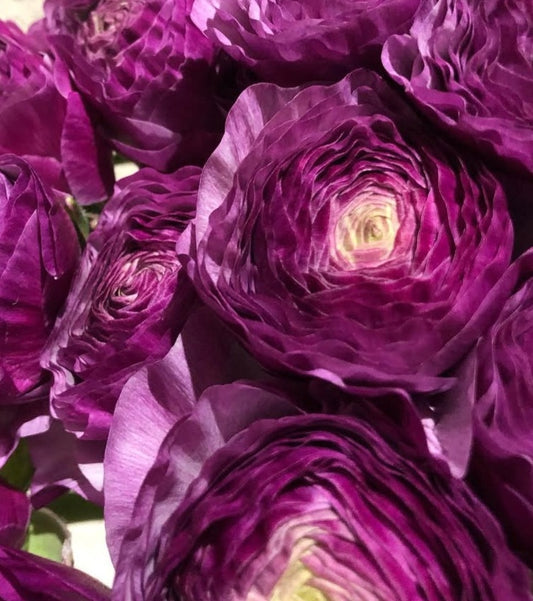 Ranunculus Japan Series Clara 7 Bulbs