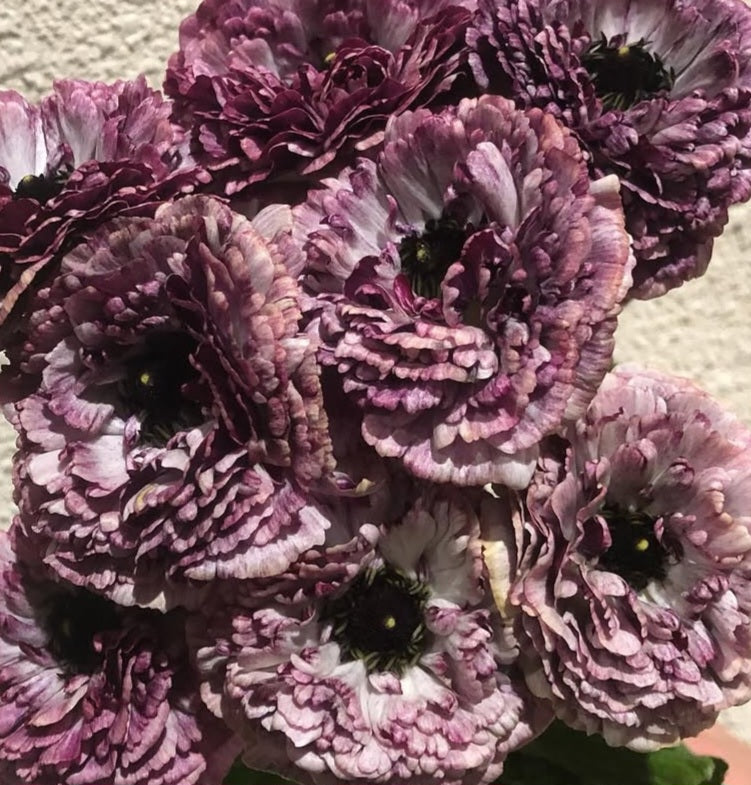 Ranunculus Japan Series Kelia 7 Bulbs