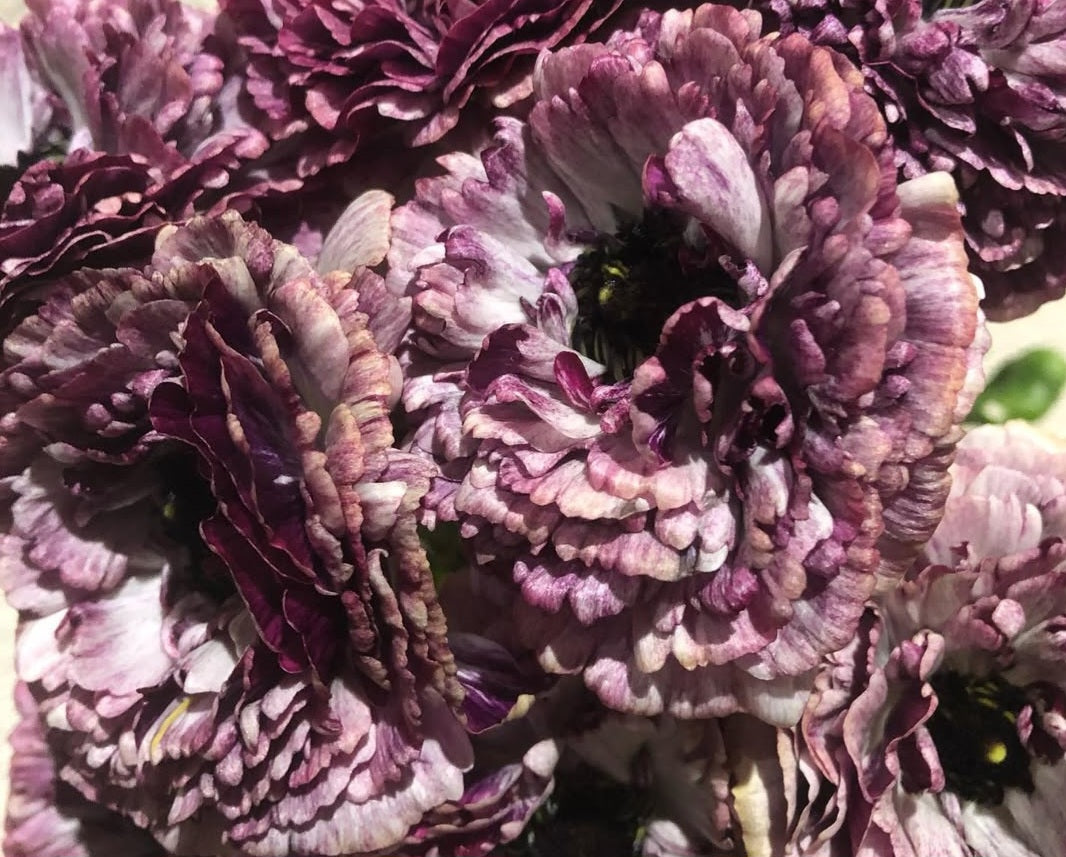 Ranunculus Japan Series Kelia 7 Bulbs