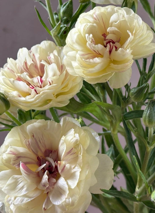 Ranunculus Japan Series Alyson 7 Bulbs