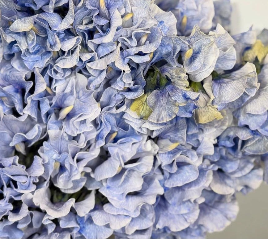 Lathyrus odoratus ( sweet pea ) Japan Series Cinzia 20 Seeds