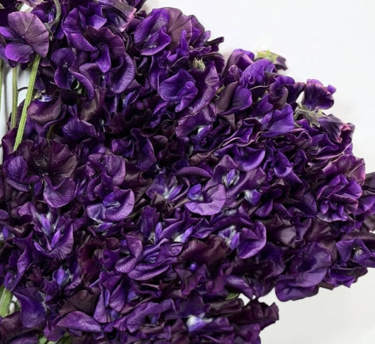 Lathyrus odoratus ( sweet pea ) Japan Series Chiara 20 Seeds