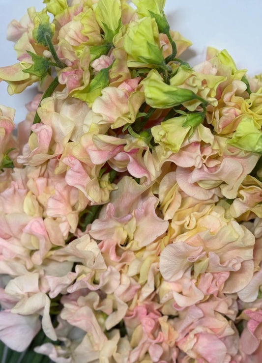 Lathyrus odoratus ( sweet pea ) Japan Series Azzurra 20 Seeds