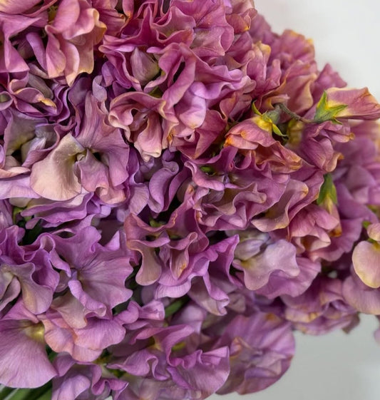 Lathyrus odoratus ( sweet pea ) Japan Series Beatrice 20 Seeds