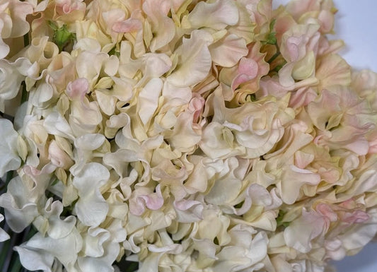 Lathyrus odoratus ( sweet pea ) Japan Series Ginevra 20 Seeds