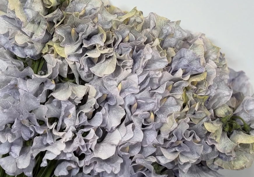 Lathyrus odoratus ( sweet pea ) Japan Series Giulia 20 Seeds